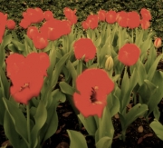 Telfair Tulips, Savannah, Georgia