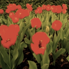 Telfair Tulips, Savannah, Georgia