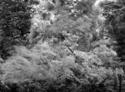 Blowing Trees, Nara