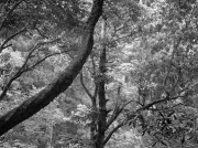 Diagonal Tree, Nachi Falls