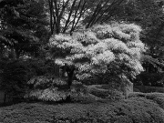 Kitanomaru Park, Tokyo