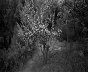 Apple Tree in Quarry, Vinalhaven, Maine