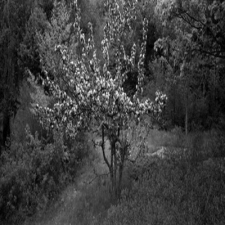 Apple Tree in Quarry, Vinalhaven, Maine