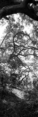 Cumerland Vertical, Cumberland Island, Georgia